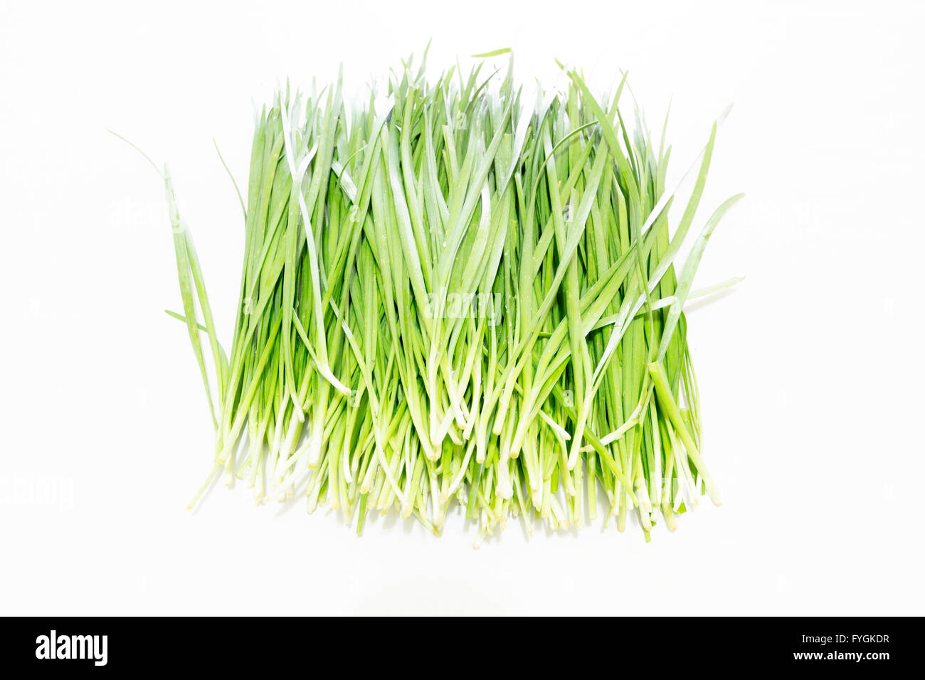 Garlic chives, oriental garlic, Asian chives, Chinese chives, Chinese