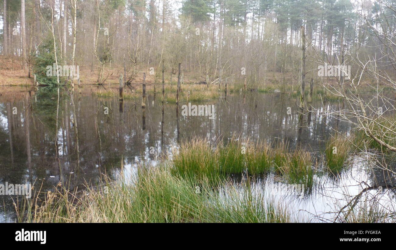 Acid pool at Delamere Forest in Cheshire Stock Photo