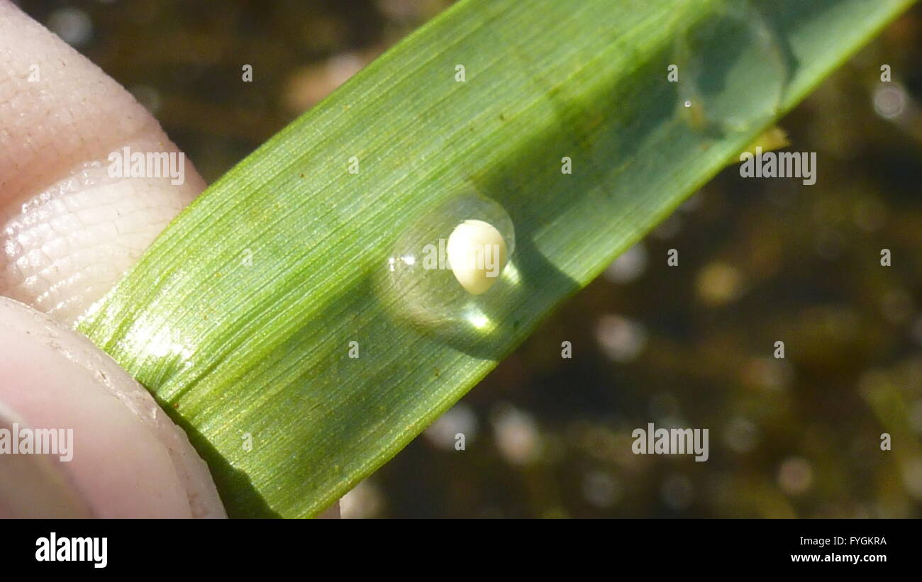 Fire Belly Newt Eggs