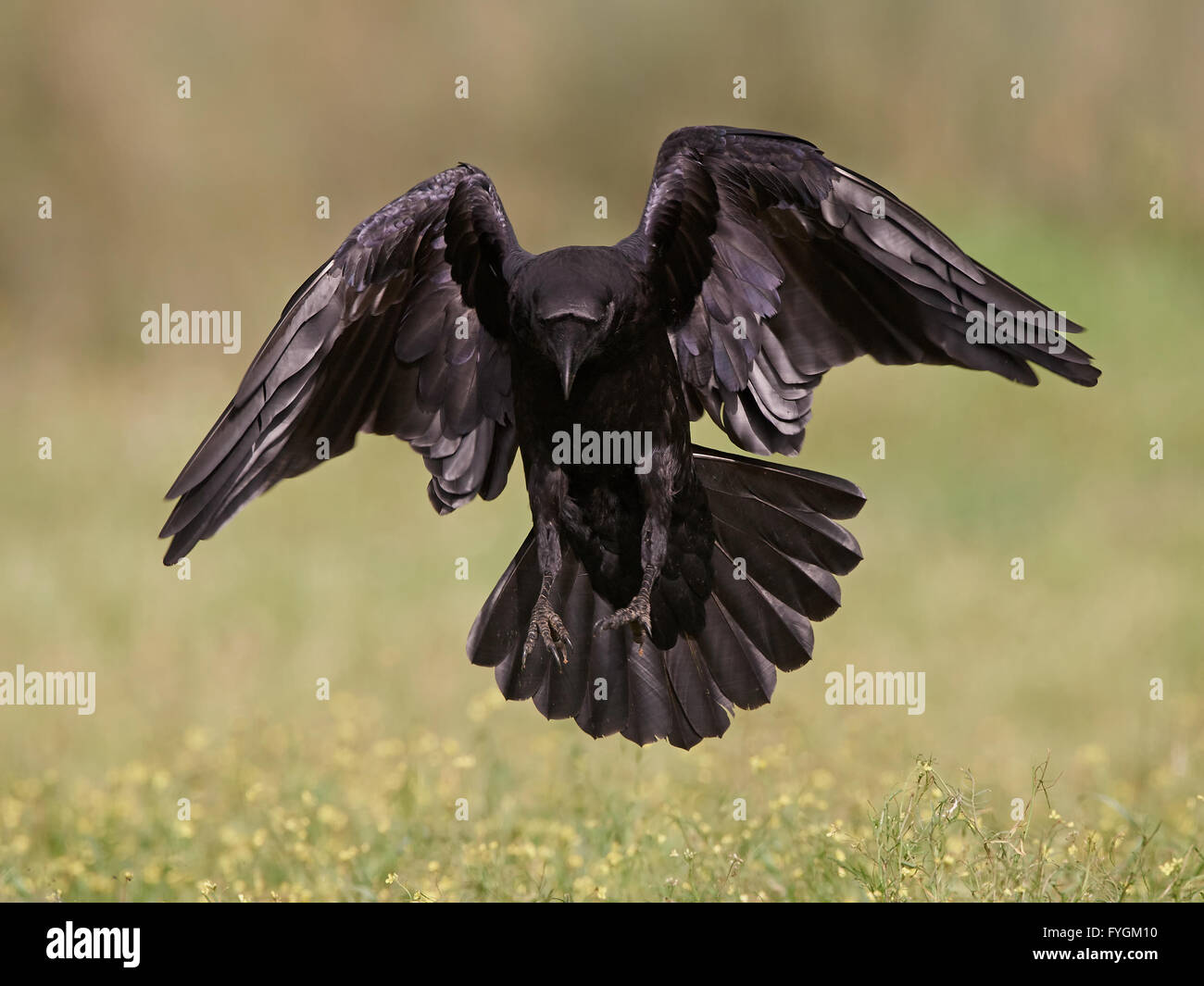 Raven Flight nude 524