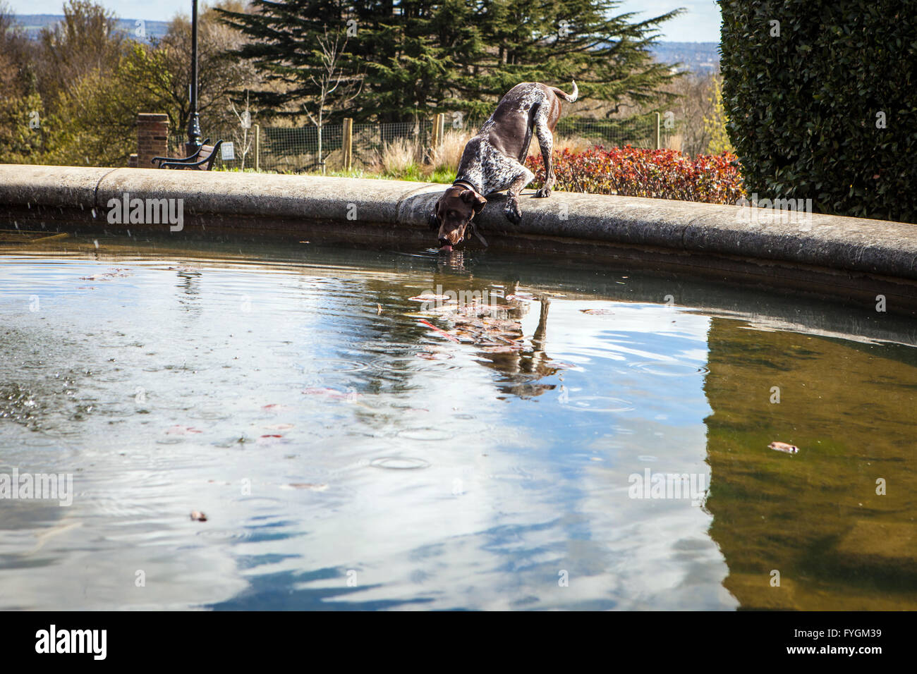 German Shorthaired Pointer dog drinking from fountain water Stock Photo