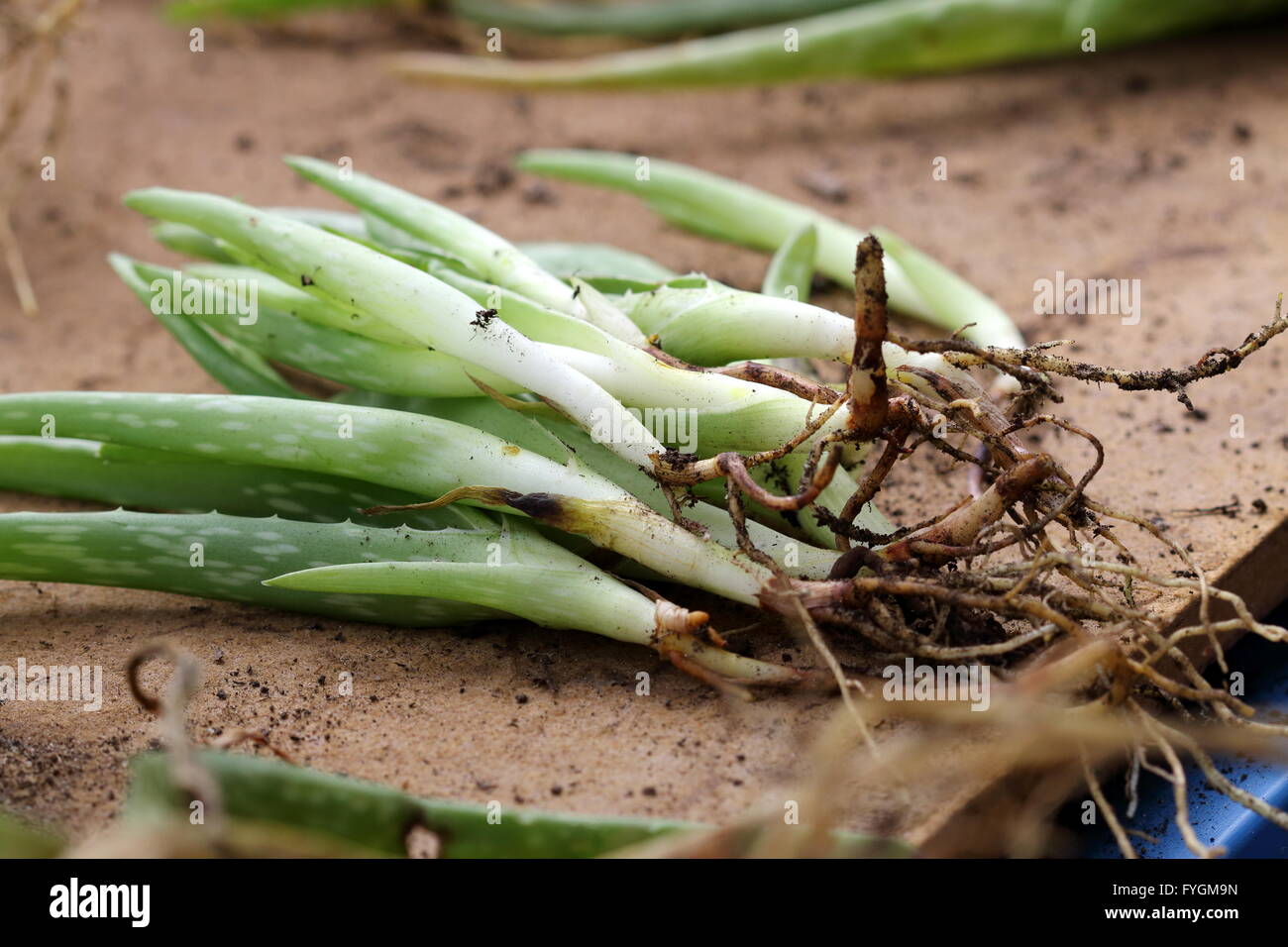 Aloe Vera Roots High Resolution Stock Photography and Images Alamy