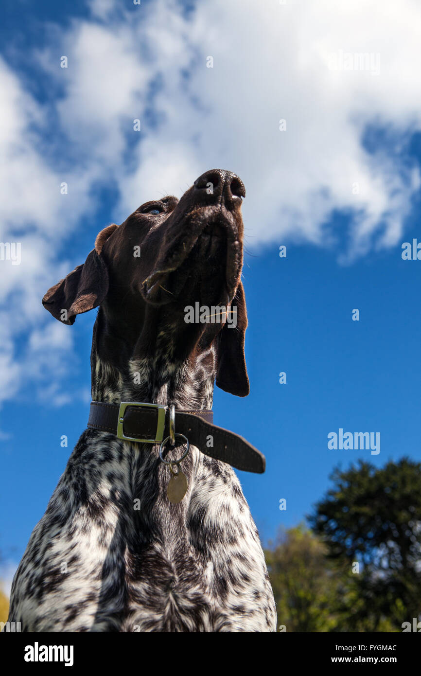 Portrait of German Shorthaired Pointer Dog Stock Photo