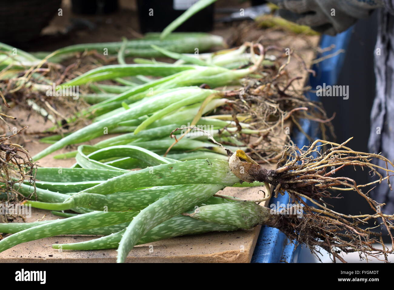 Close up a pile of  aloe vera plants with roots ready to be re-planted Stock Photo