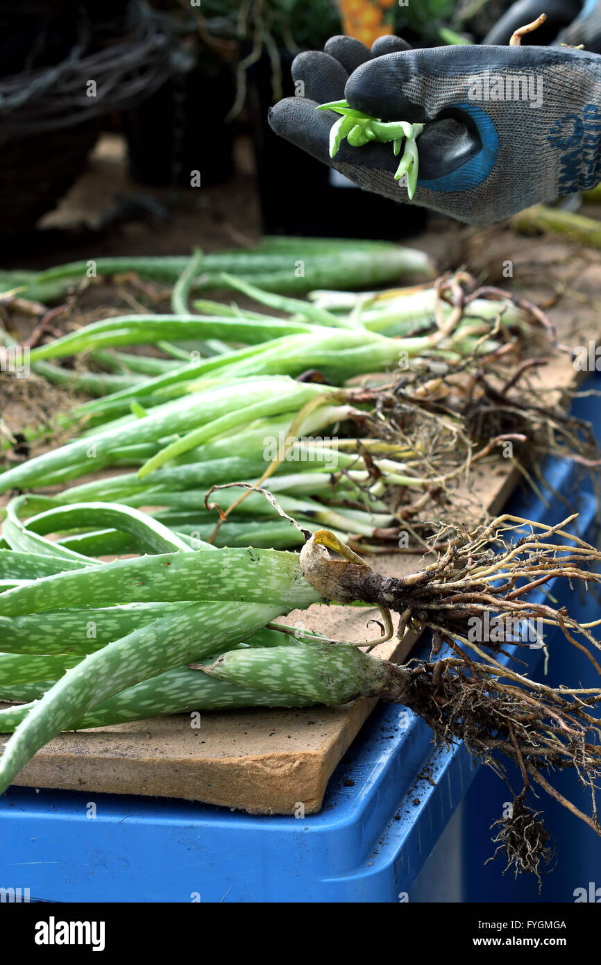 Close up a pile of aloe vera plants with roots ready to be planted