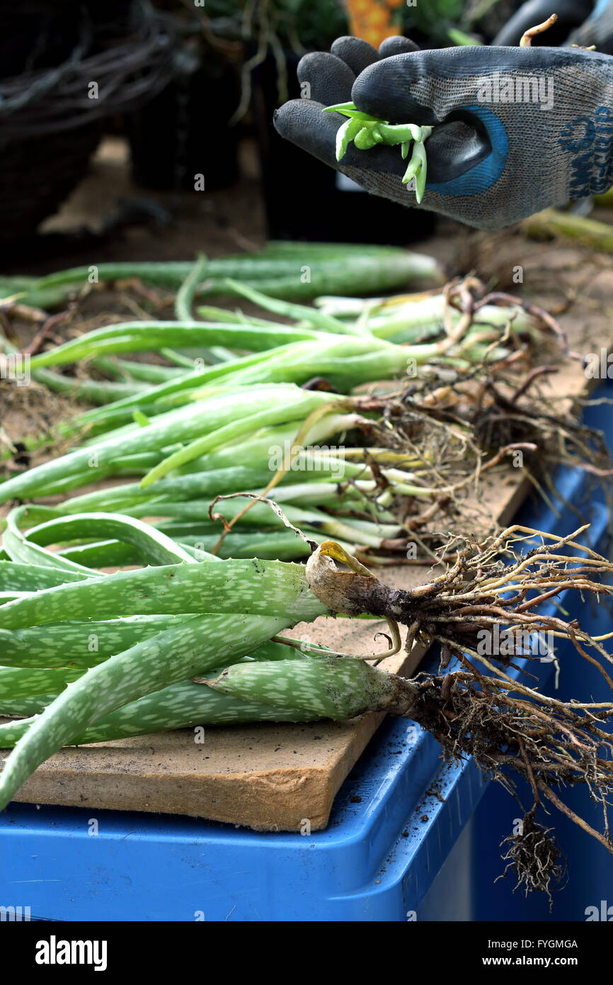 Close up a pile of  aloe vera plants with roots ready to be planted Stock Photo