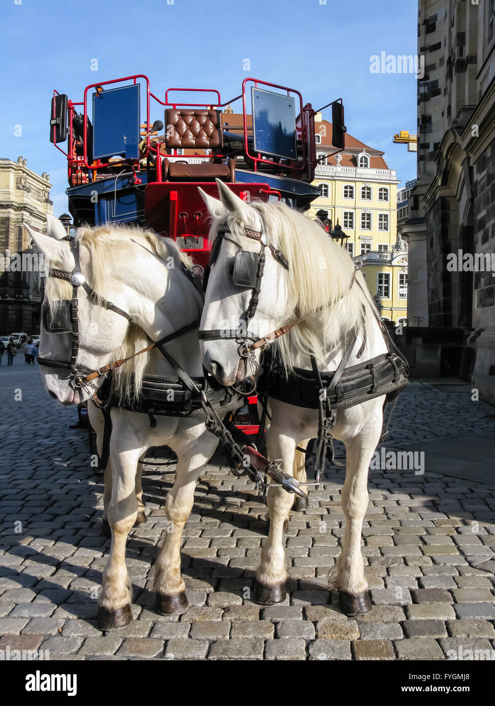 Two horses harnessed to the carriage Stock Photo