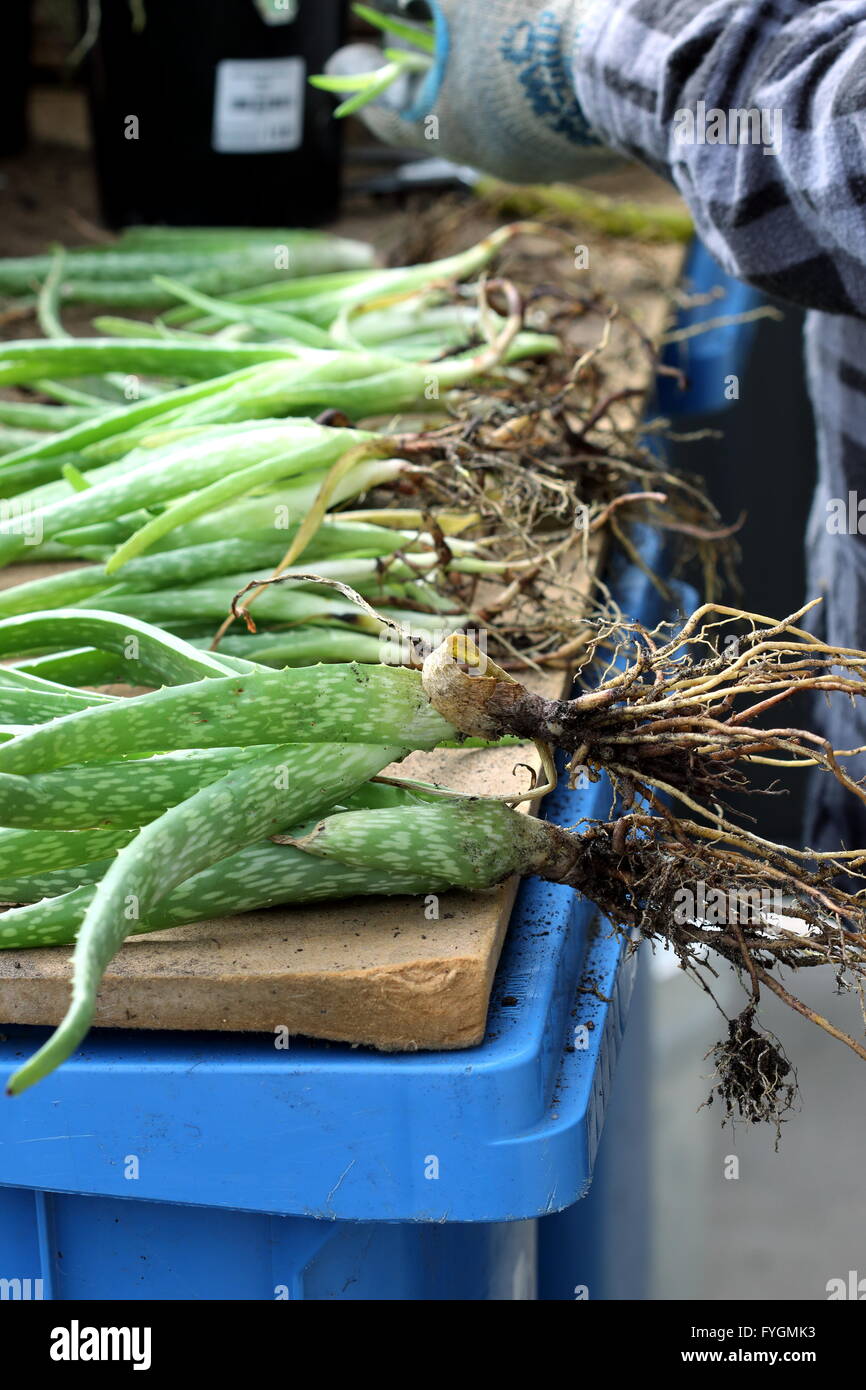 Aloe Vera Roots High Resolution Stock Photography and Images Alamy