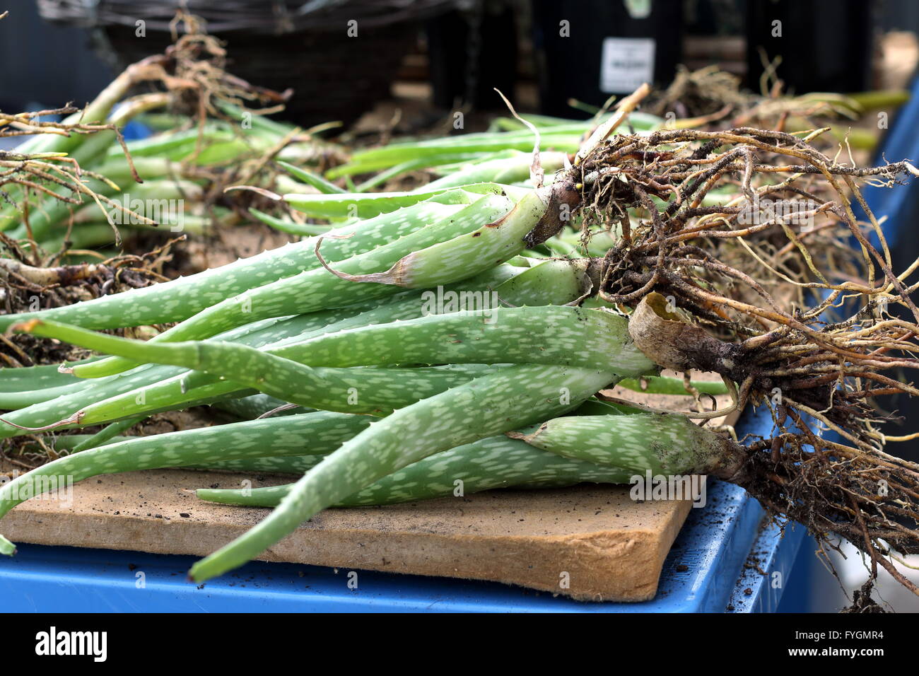Close up a pile of  aloe vera plants with roots reading to be planting Stock Photo