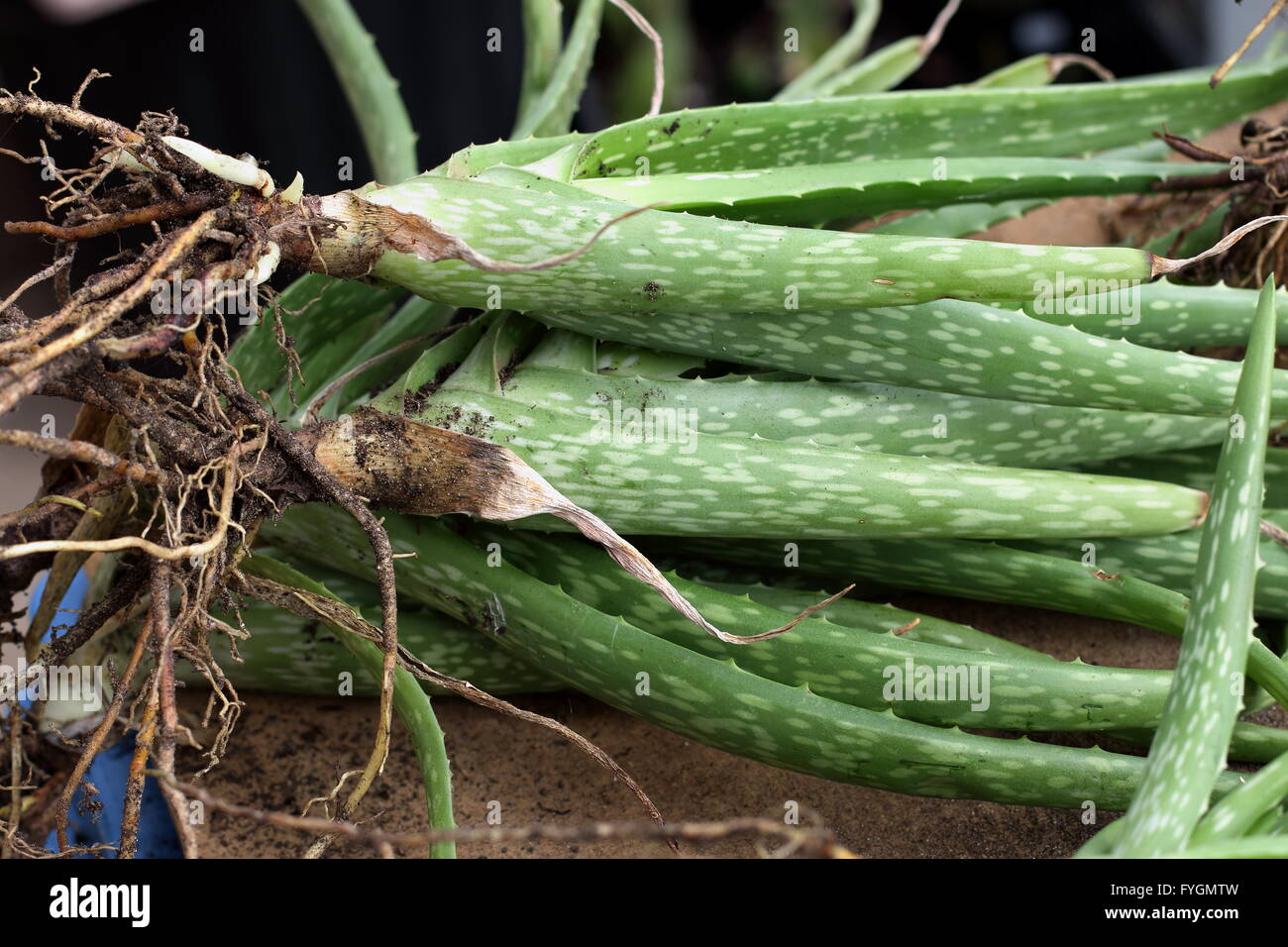 Aloe vera roots hires stock photography and images Alamy