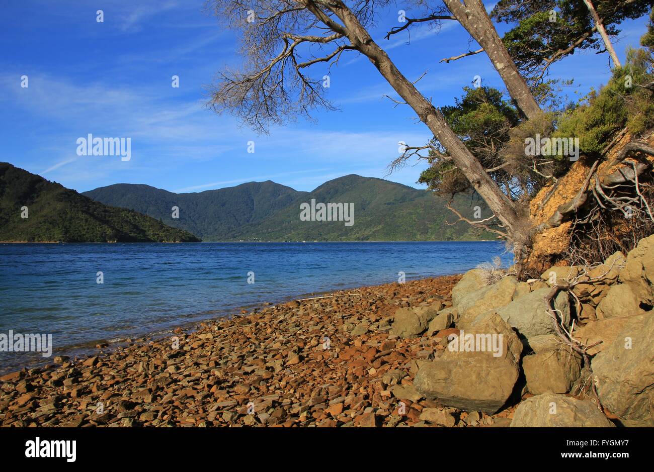Endeavour Inlet, bay in the Marlborough Sounds Stock Photo Alamy