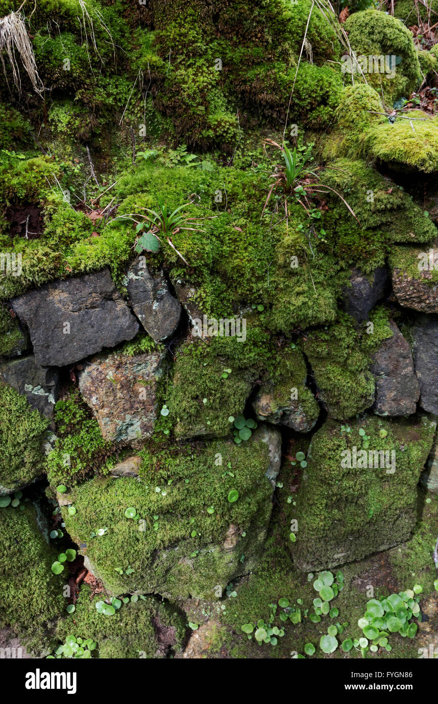Dry stone hedging, Cornwall, England, UK Stock Photo