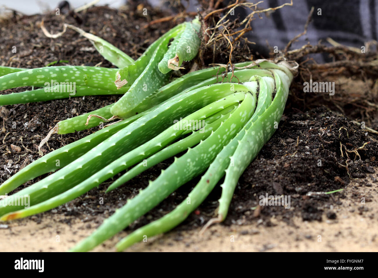 Aloe vera roots hires stock photography and images Alamy