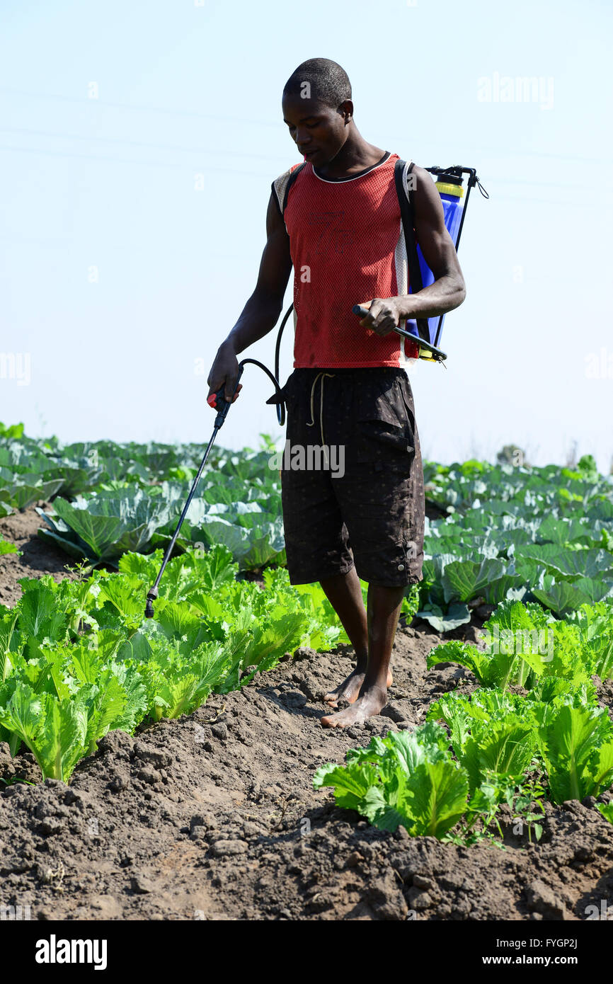 Pesticides africa hires stock photography and images Alamy