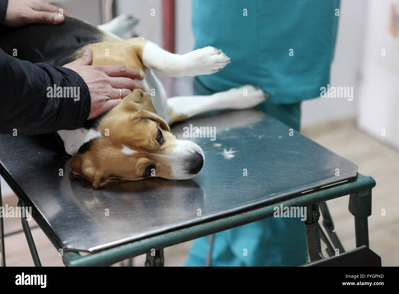 How Do I Prepare My Dog For Surgery