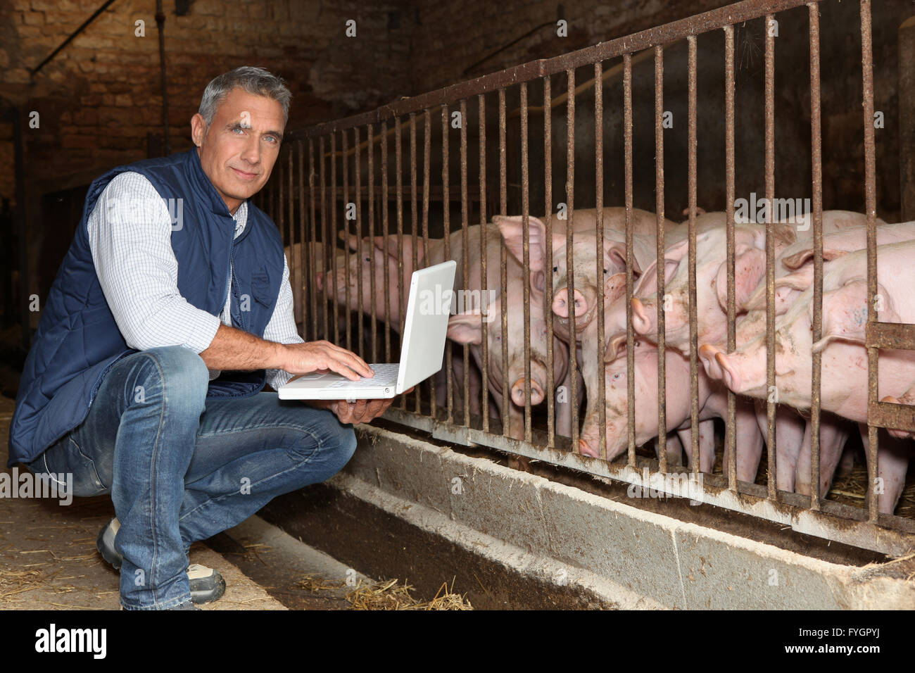 50 years old breeder with a laptop in front of pigs Stock Photo