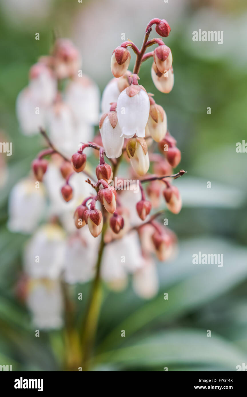 Pieris japonica close up Stock Photo