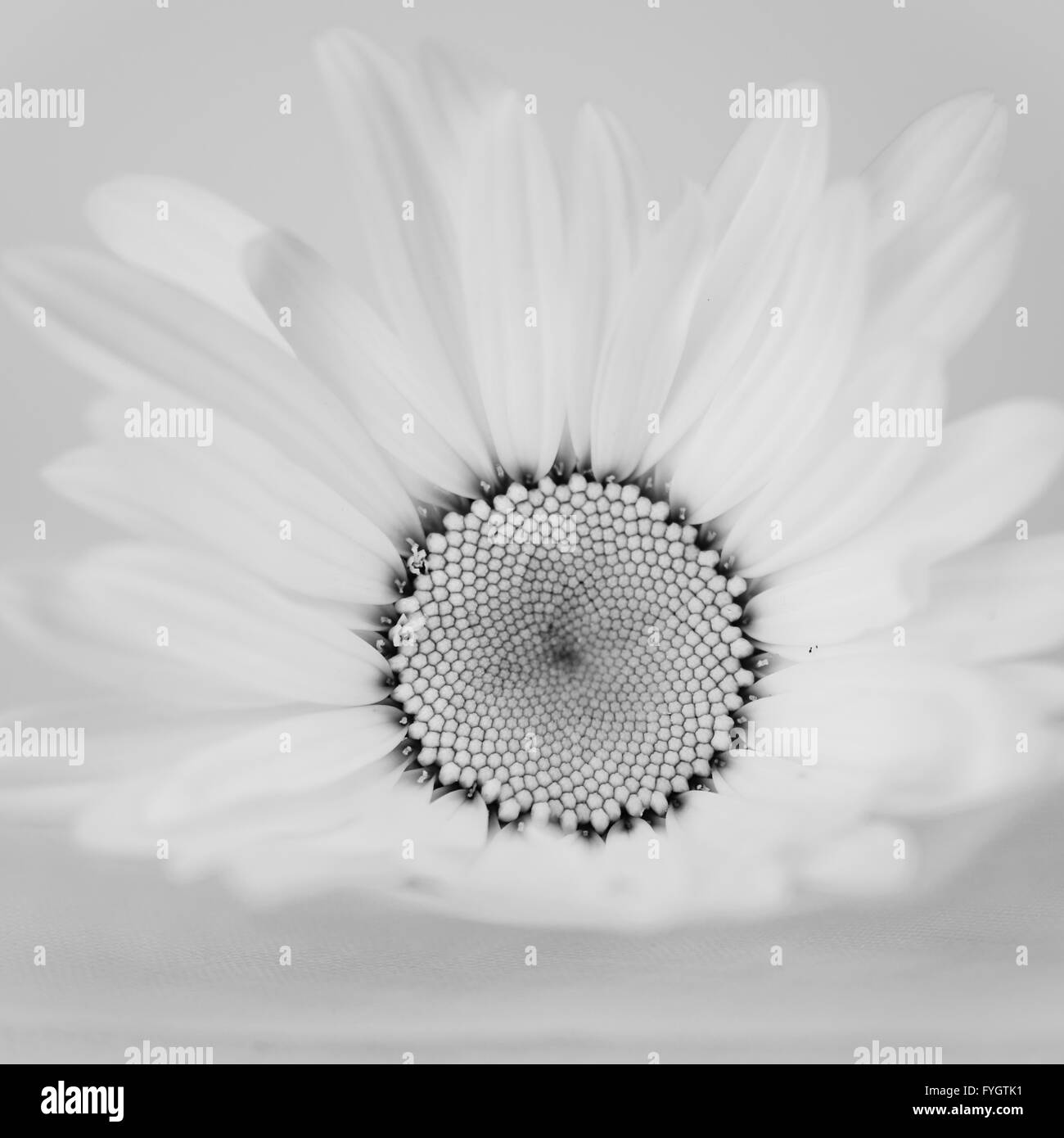 Gerbera Daisy Black and White Stock Photos & Images - Alamy