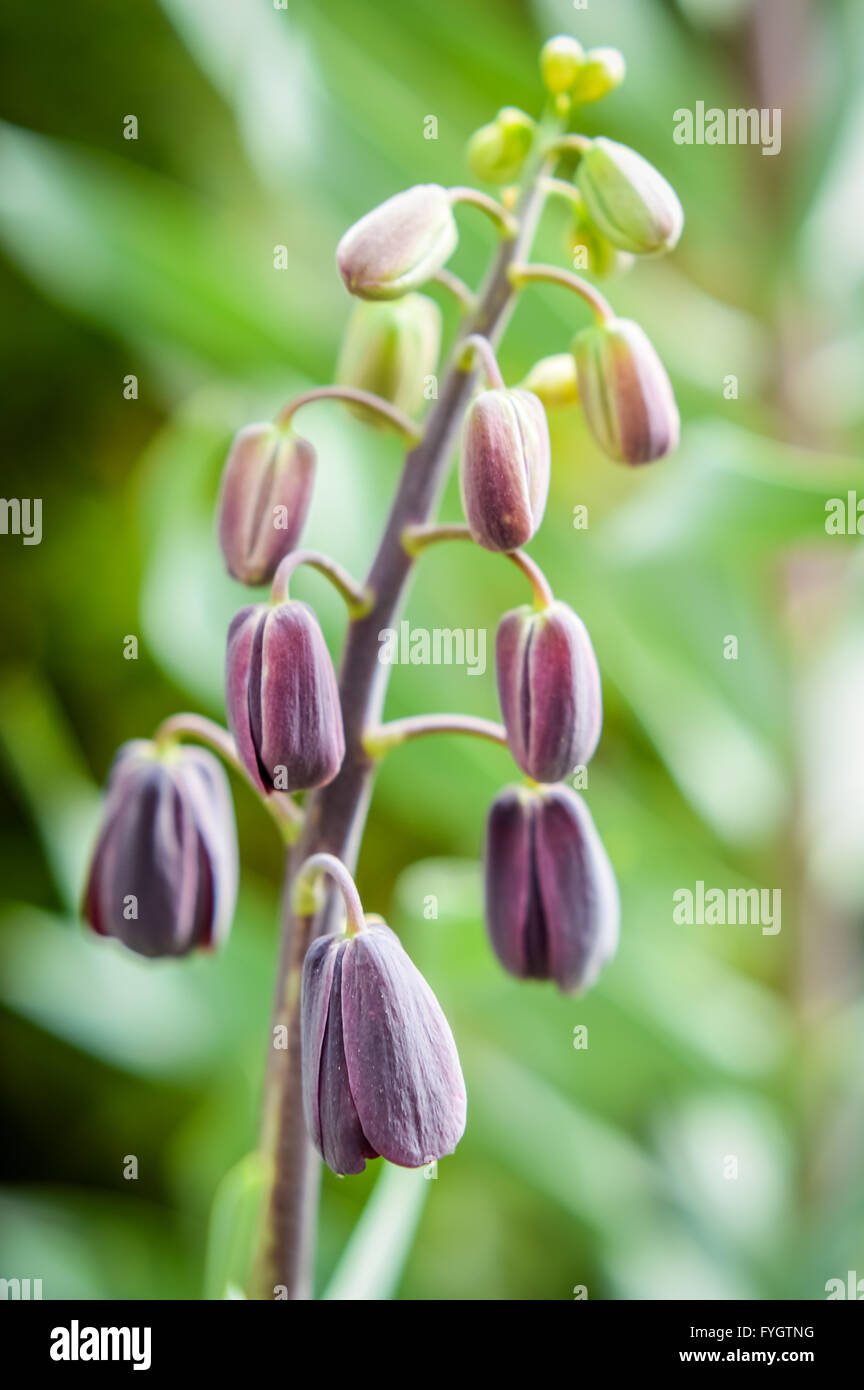 Beautiful Fritillaria persica flowers Stock Photo
