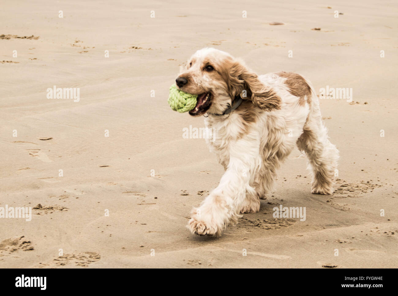 cocker spaniel playing on a beach Stock Photo