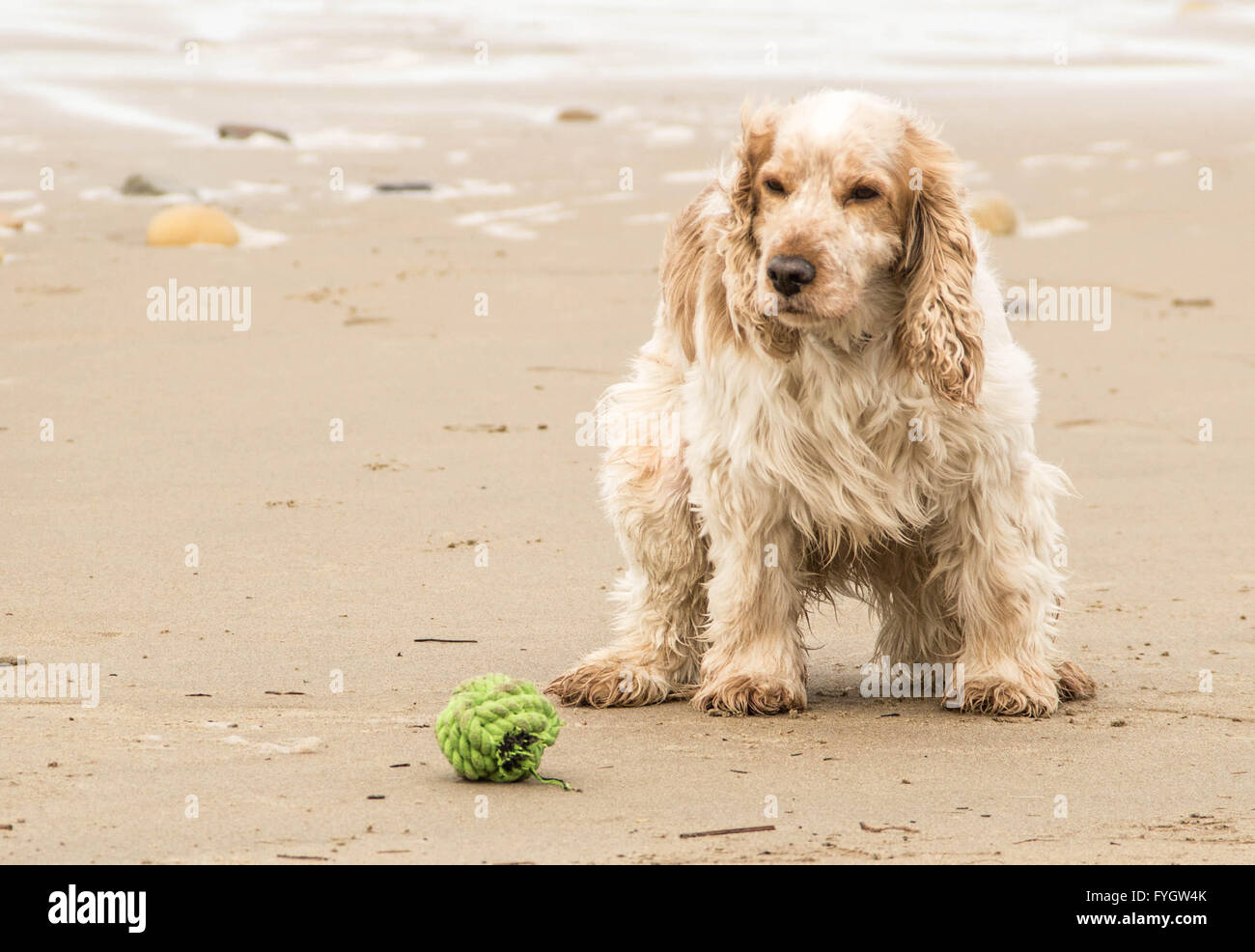 cocker spaniel plating on a beach near the sea Stock Photo