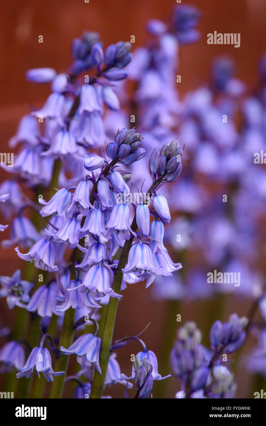 A clump of Common Bluebells (Hyacinthoides non-scripta) growing in a suburban garden Stock Photo