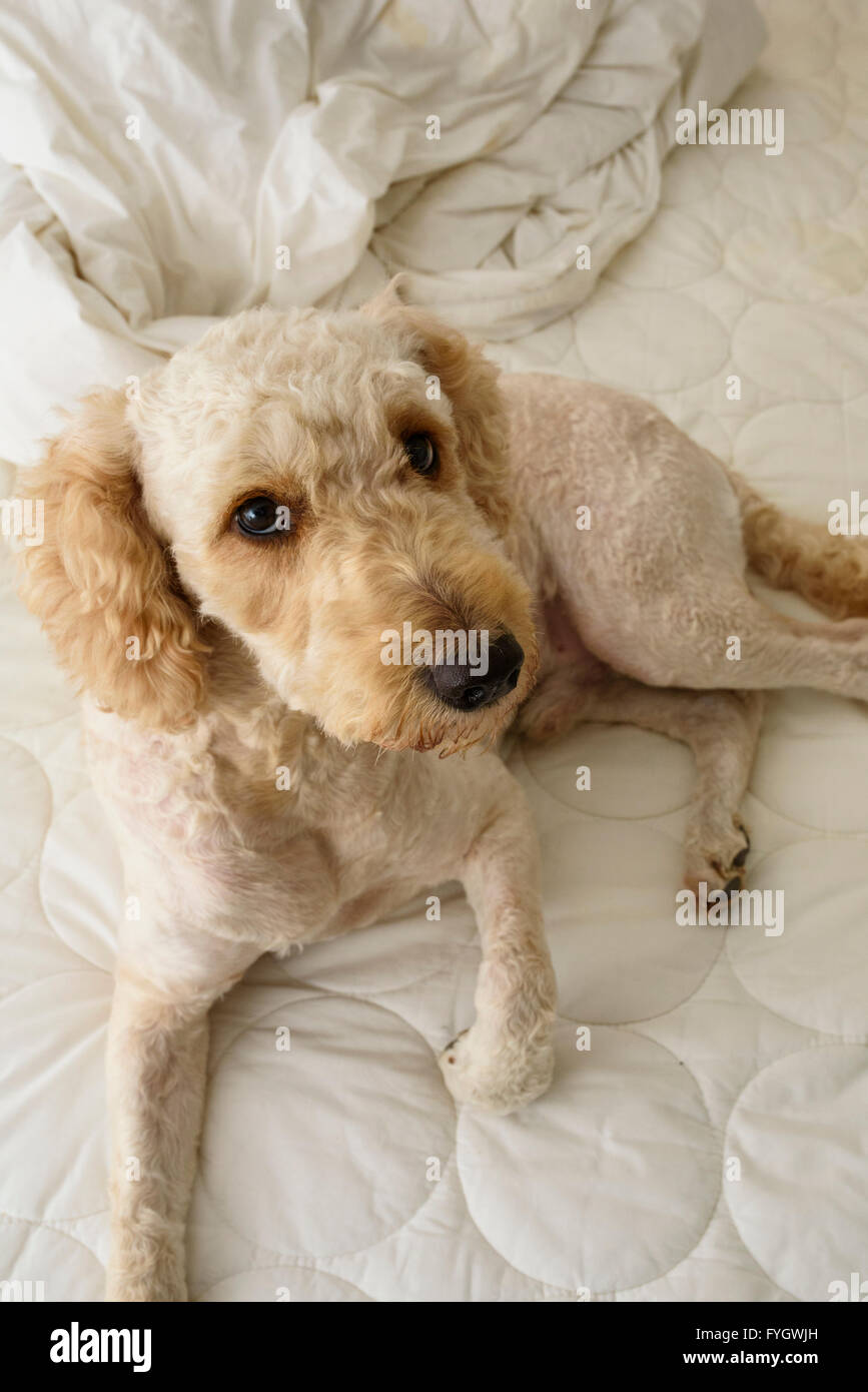 Cute Labradoodle dog lying on an unmade bed and looking up at the camera Stock Photo