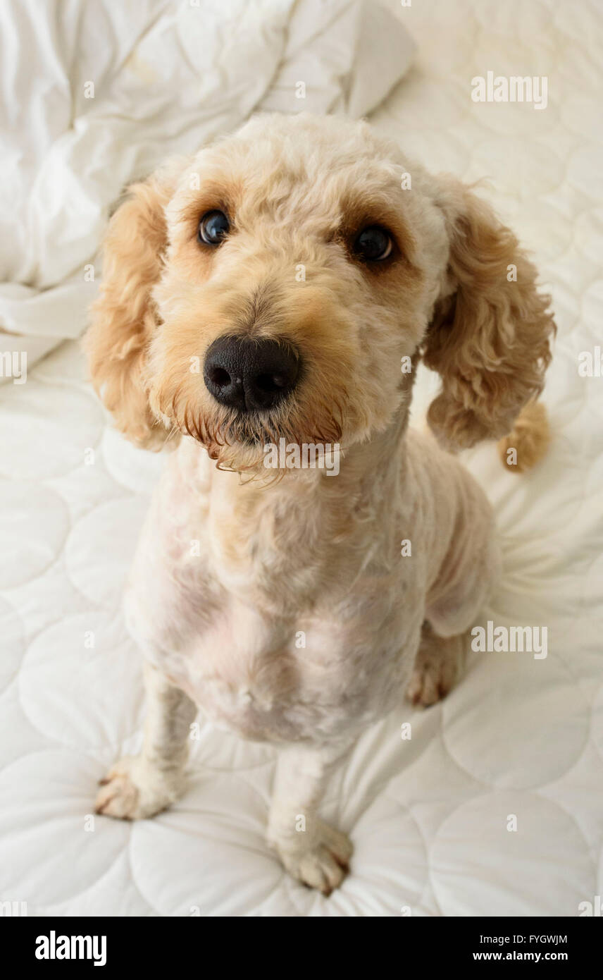 Cute Labradoodle dog sitting on an unmade bed and looking up at the camera Stock Photo