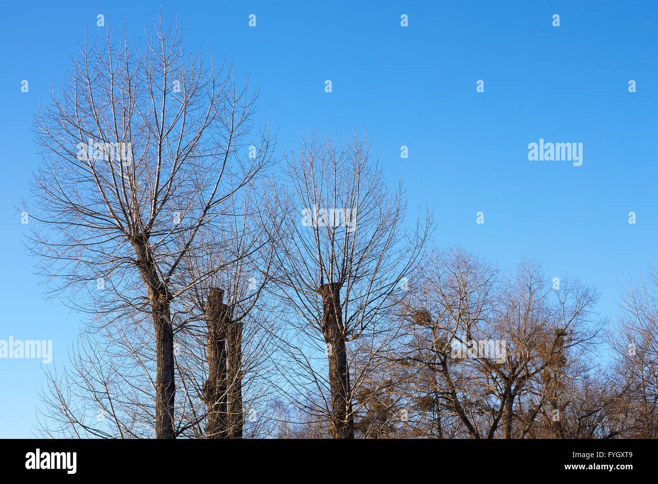 Poplar trees with the tops cut off Stock Photo Alamy