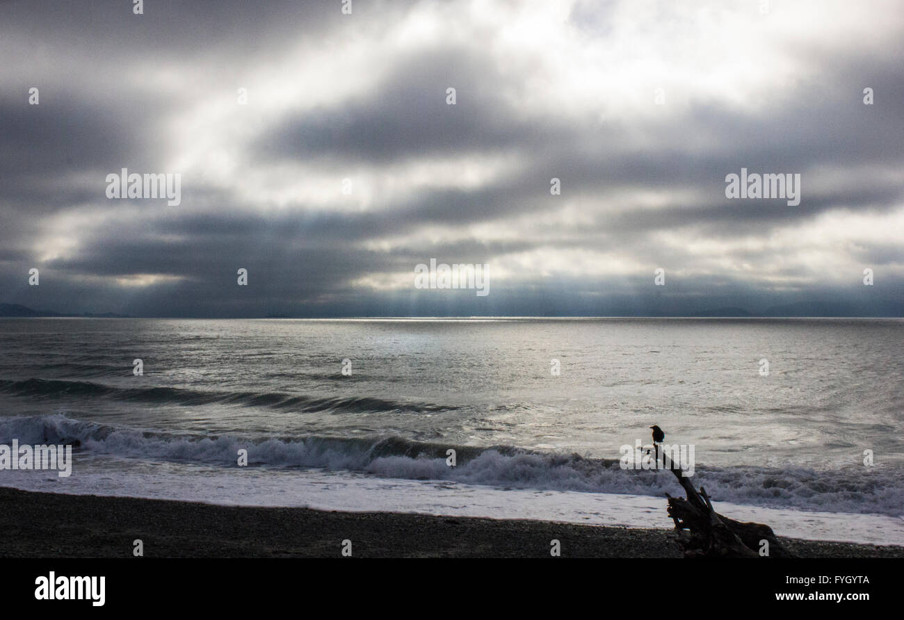 Crow and Clouds of Puget Sound Stock Photo - Alamy