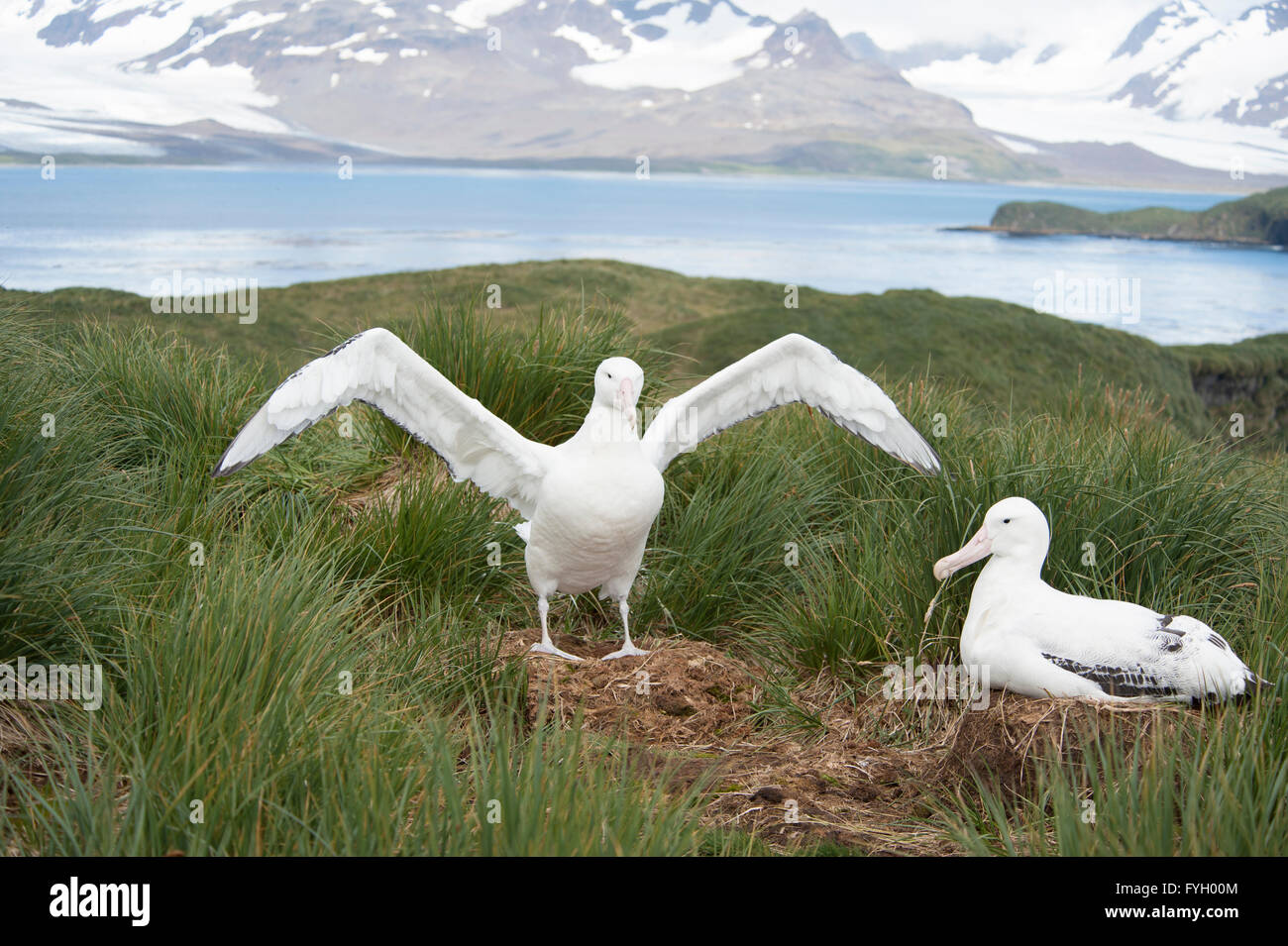 Island wandering albatross hi-res stock photography and images - Alamy