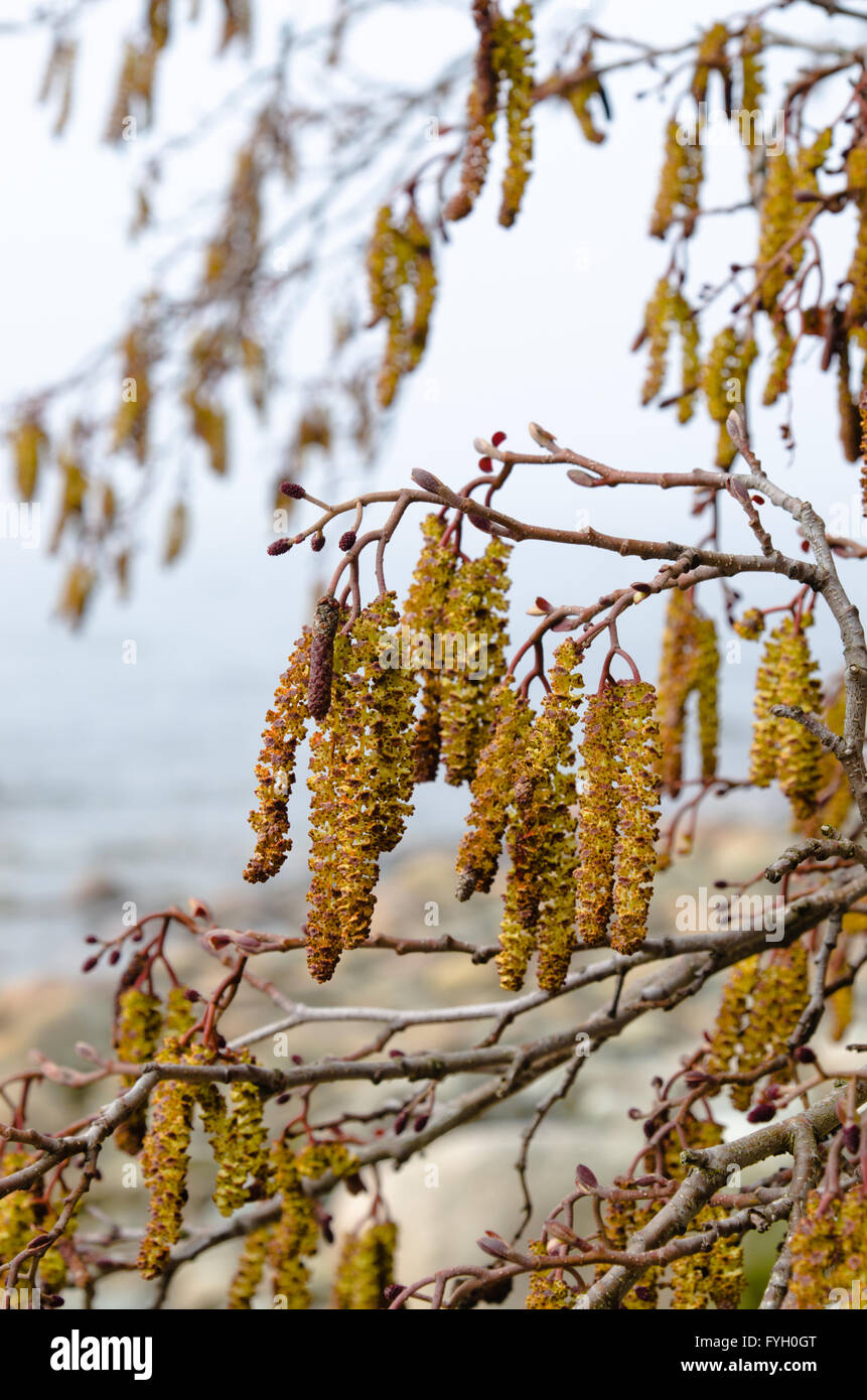 Catkins on an Alder Tree in Spring, a close up Stock Photo - Alamy