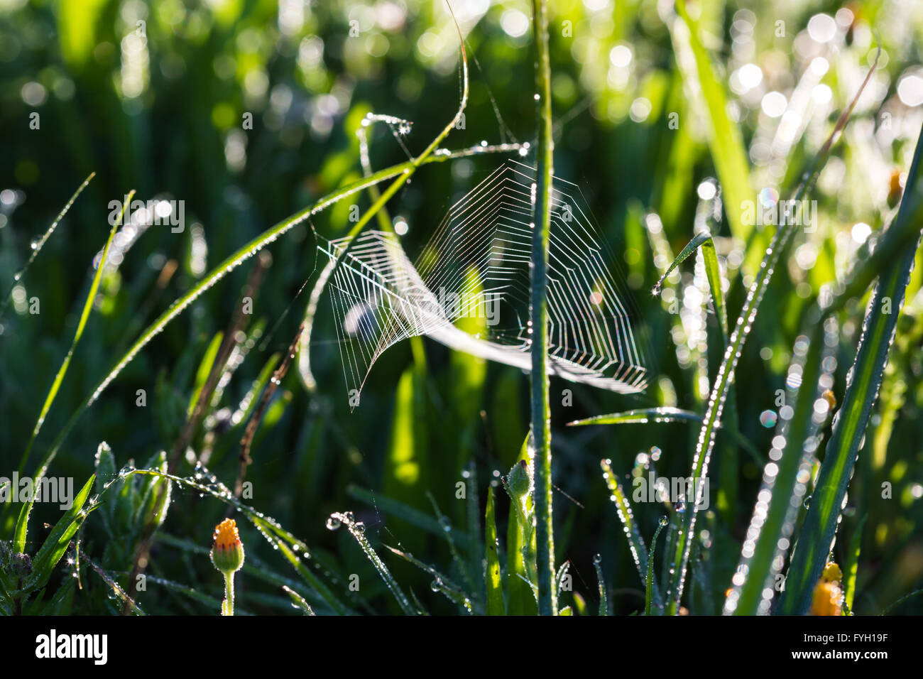 spiderweb close-up on a background green grass Stock Photo