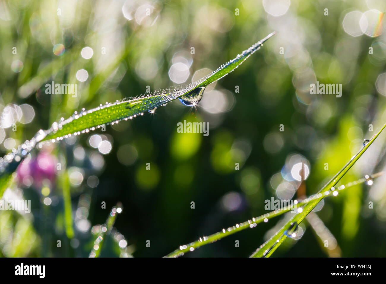 background of green grass closeup with dew drops Stock Photo - Alamy
