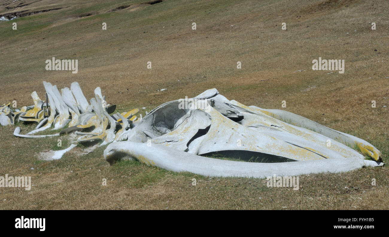 The bleached skeleton of a whale lies above the beach on Saunders Island.  Saunders Island, Falkland Islands. Stock Photo