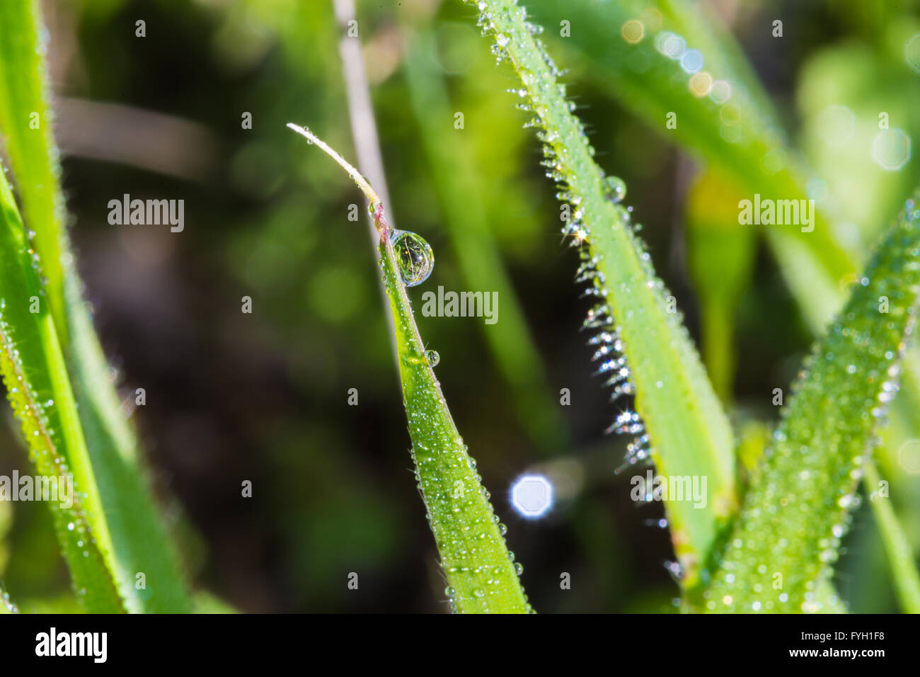 background of green grass closeup with dew drops Stock Photo - Alamy