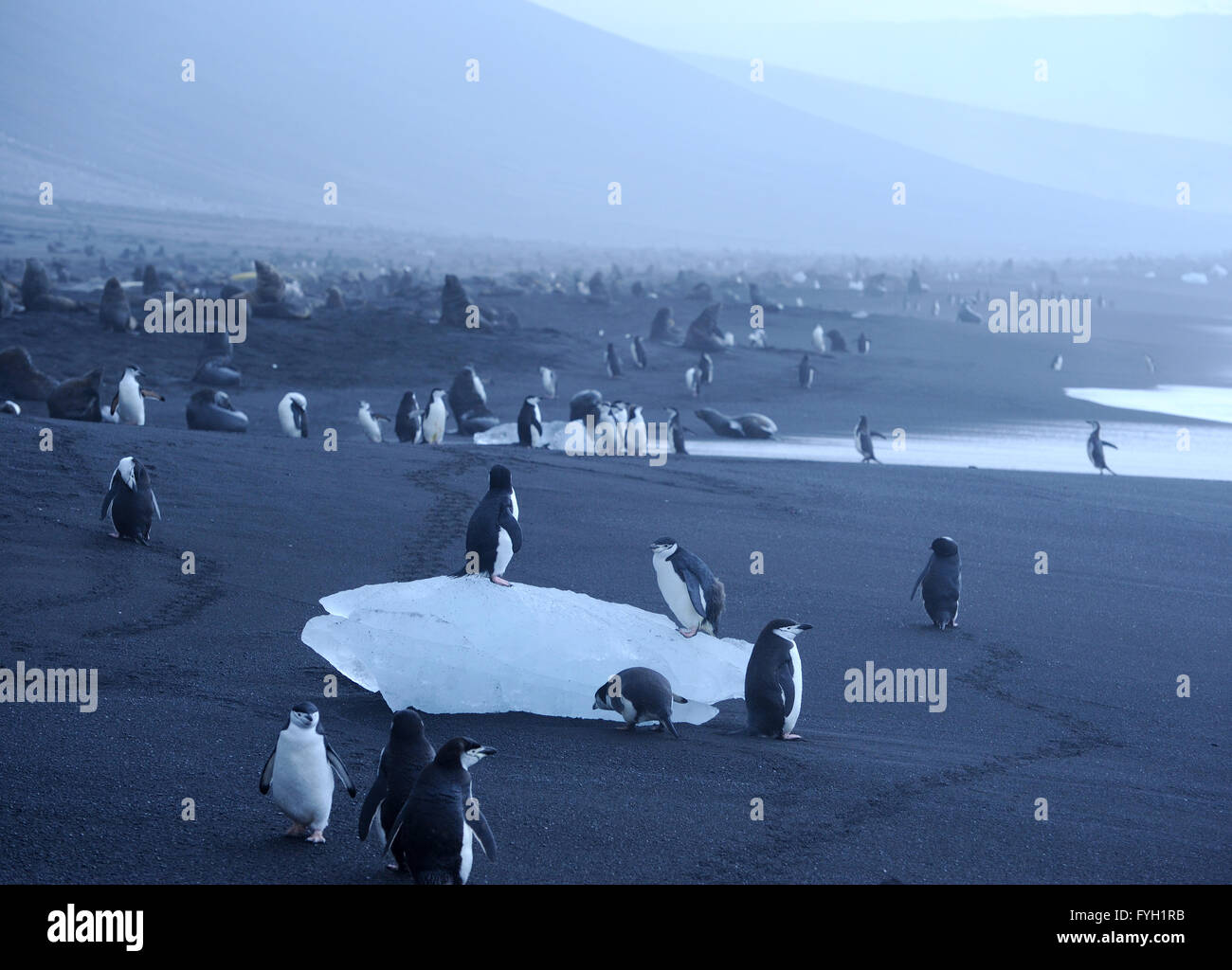 Chinstrap Penguins (Pygoscelis antarctica) on a lump of ice on the