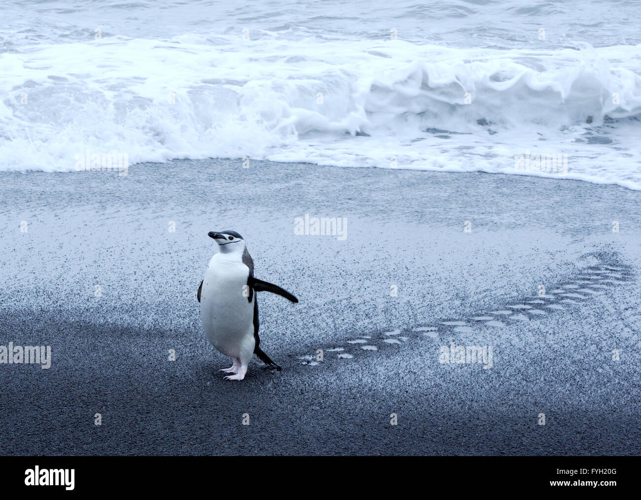 A Chinstrap Penguin (Pygoscelis antarctica) walks up the black volcanic