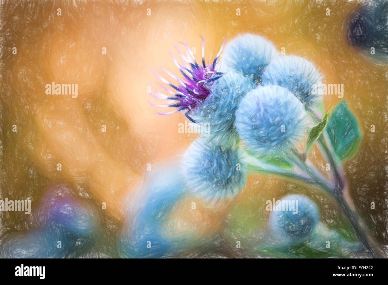 Pastel painting flower - flowering Great Burdock (Arctium lappa) Stock Photo