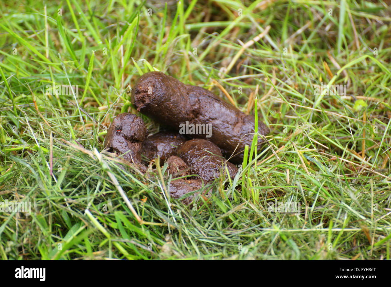 Dog poo on a lawn with a fly Stock Photo Alamy