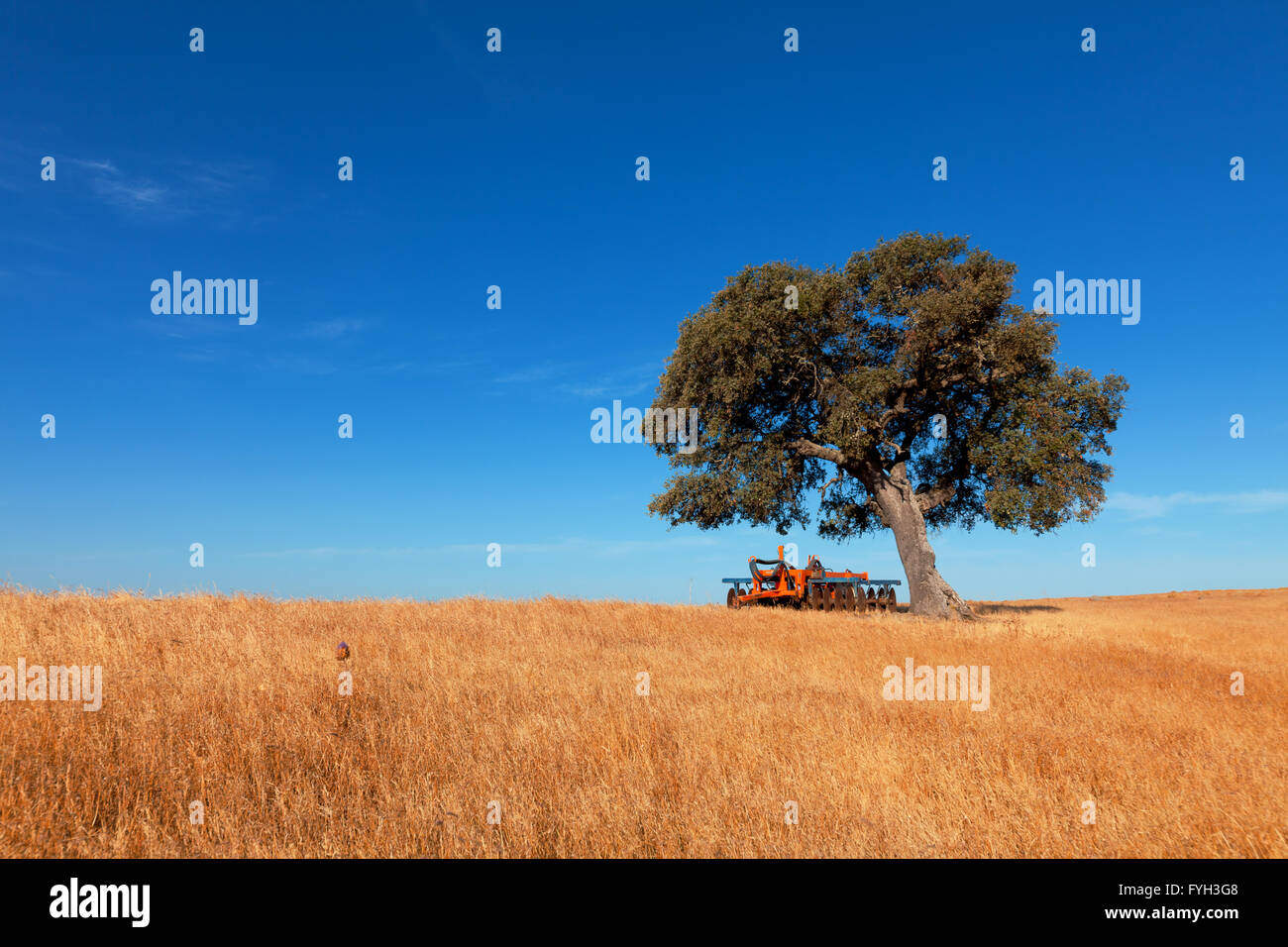 Wheat field single big tree hi-res stock photography and images - Alamy