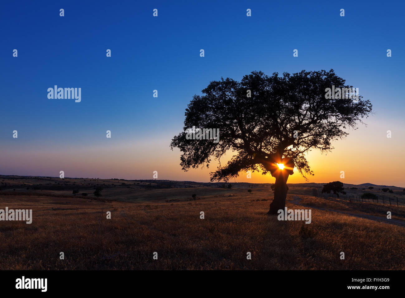Wheat field single big tree hi-res stock photography and images - Alamy
