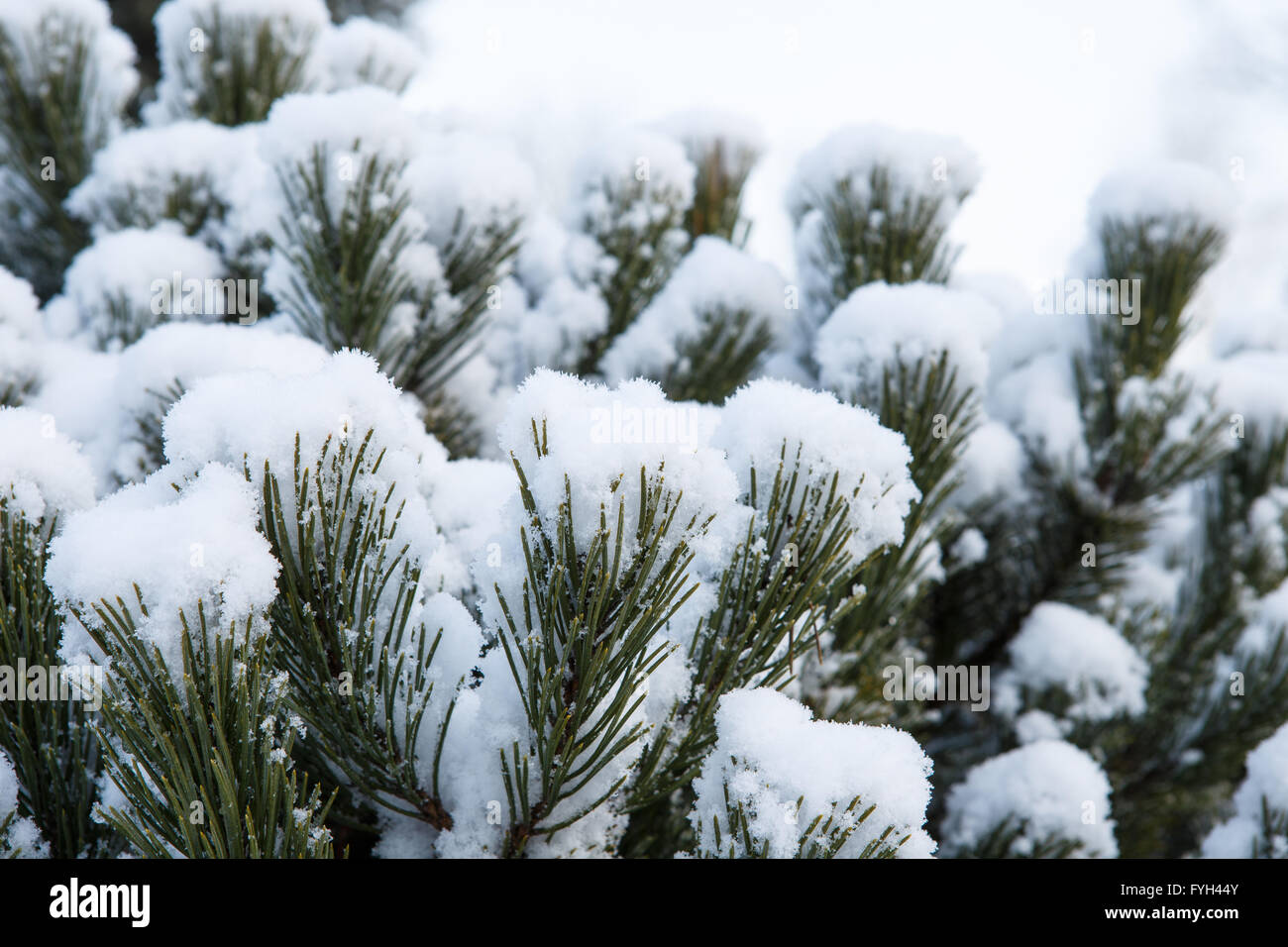 Pine branch covered with snow Stock Photo - Alamy