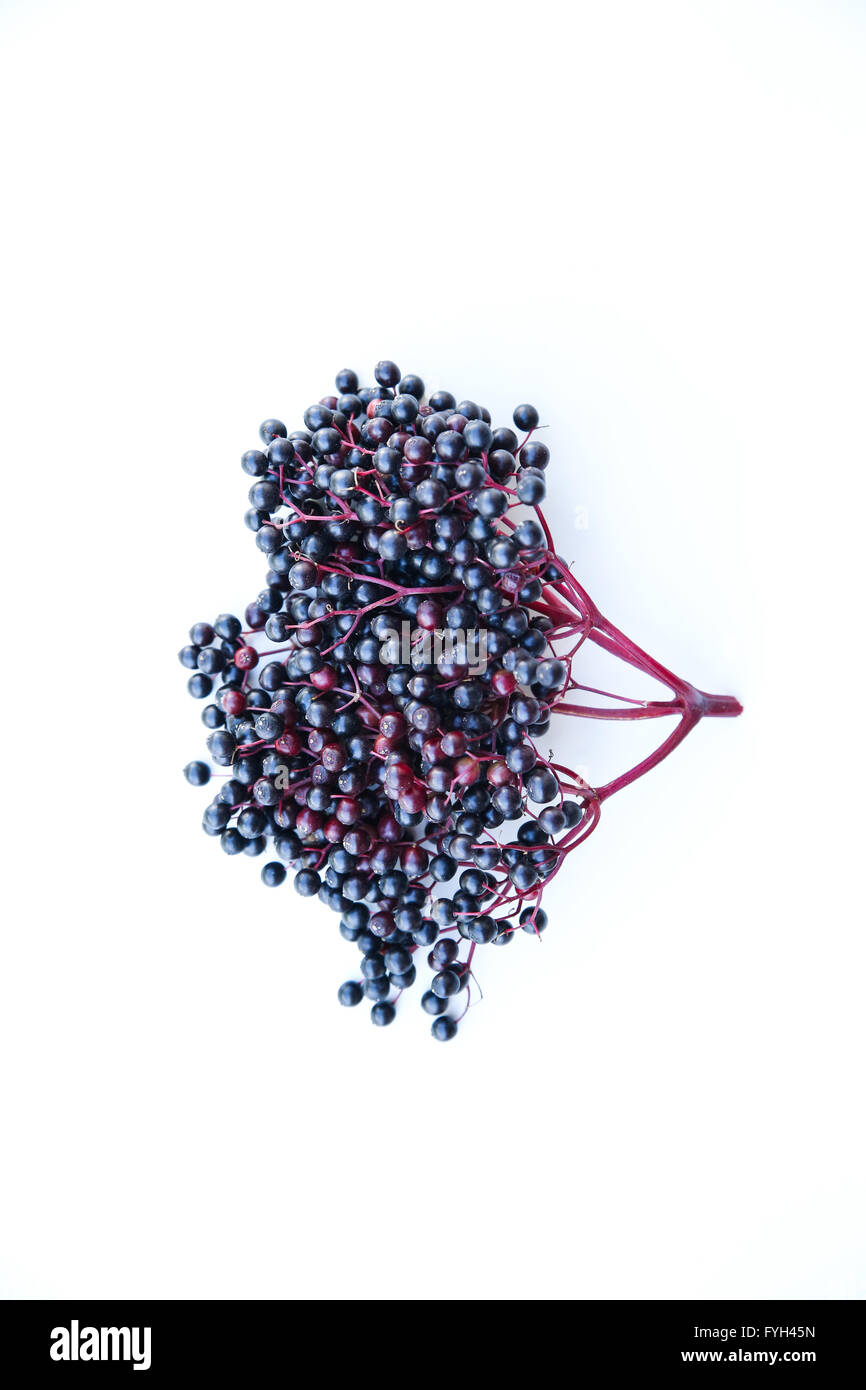 Elder berries herb sambucus Cut Out Stock Images Pictures Alamy Elder berries herb sambucus Cut Out Stock Images Pictures Alamy