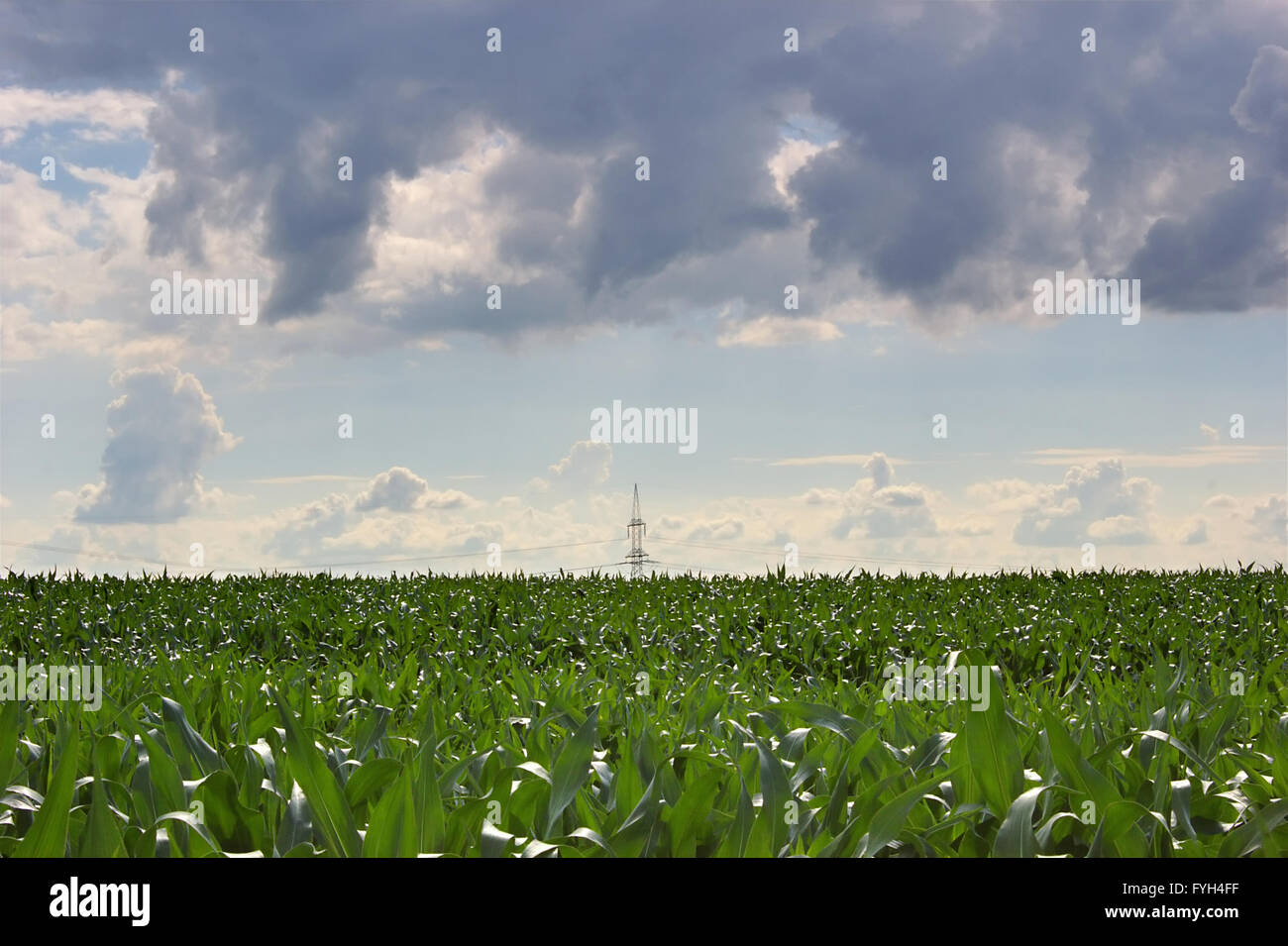 Power line on corn field under a blue sky with heavy clouds Stock Photo ...