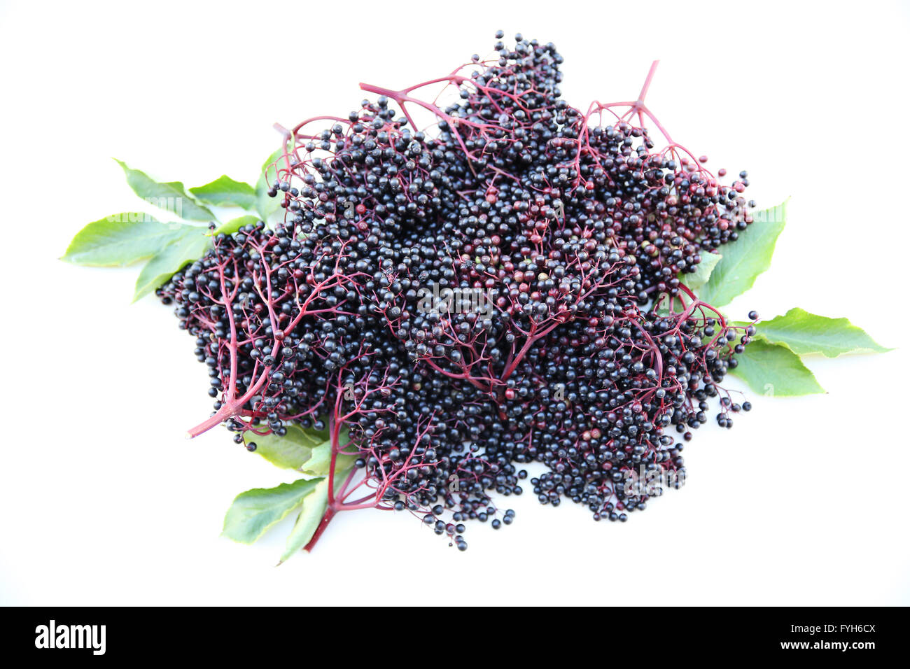 Elder berries herb sambucus Cut Out Stock Images Pictures Alamy Elder berries herb sambucus Cut Out Stock Images Pictures Alamy
