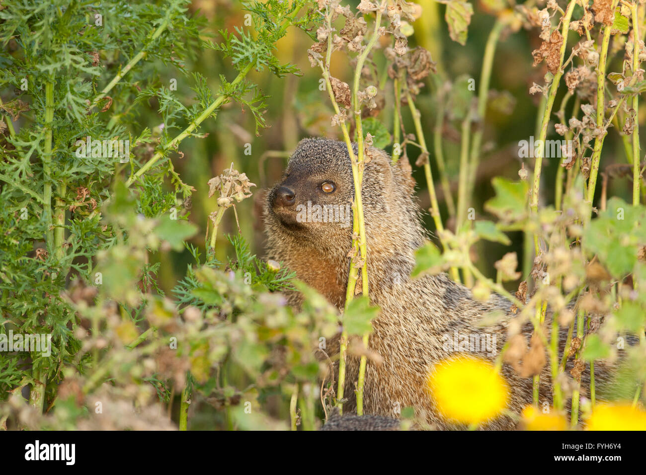 Egyptian Mongoose (Herpestes ichneumon) The Egyptian mongoose is the largest of all African mongooses and lives near water in fo Stock Photo