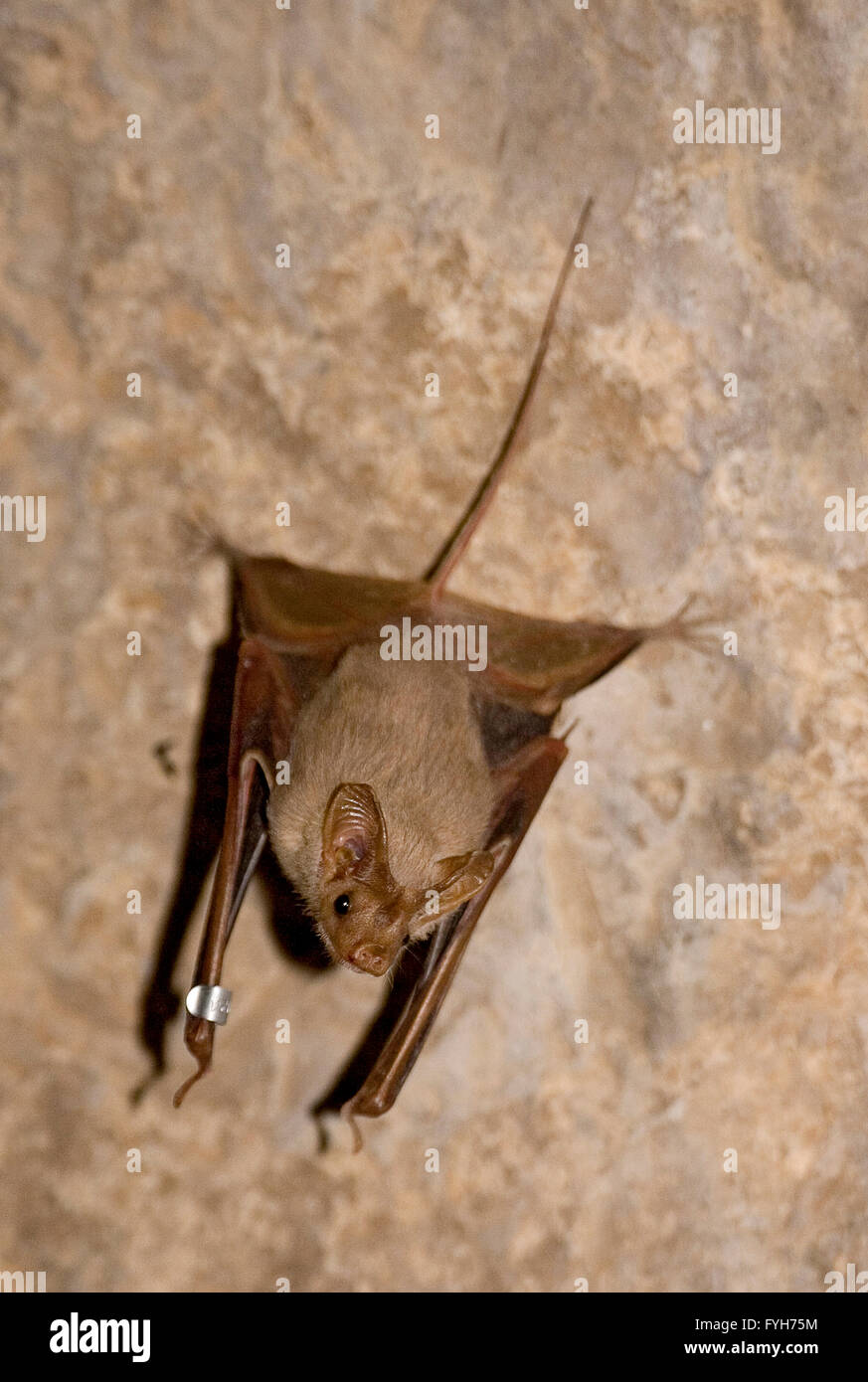 Greater Mouse-tailed Bat (Rhinopoma microphyllum) is a species of bat in the Rhinopomatidae family. It's distribution range exte Stock Photo