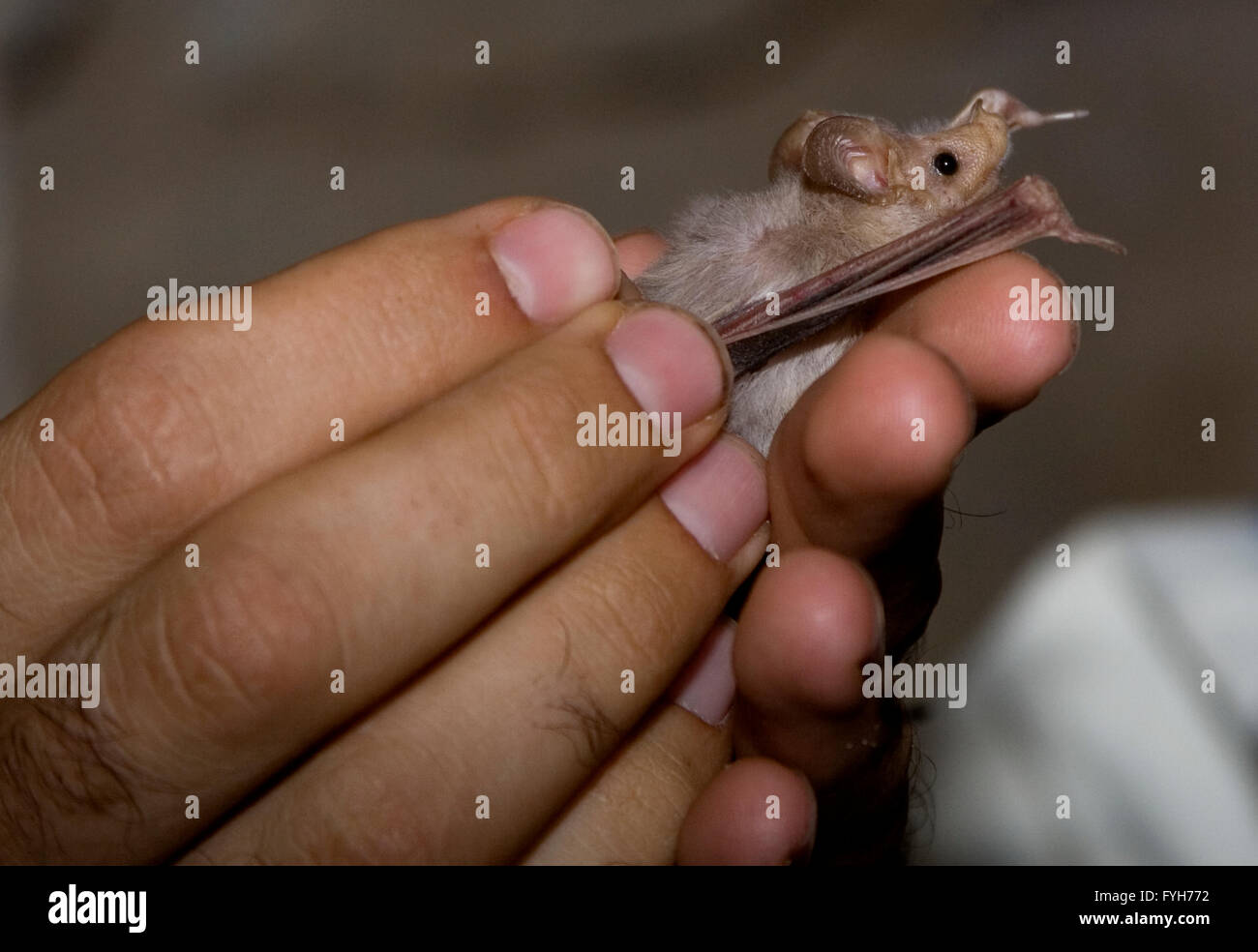 Researcher inspects a specimen of a Greater Mouse-tailed Bat (Rhinopoma microphyllum) is a species of bat in the Rhinopomatidae Stock Photo
