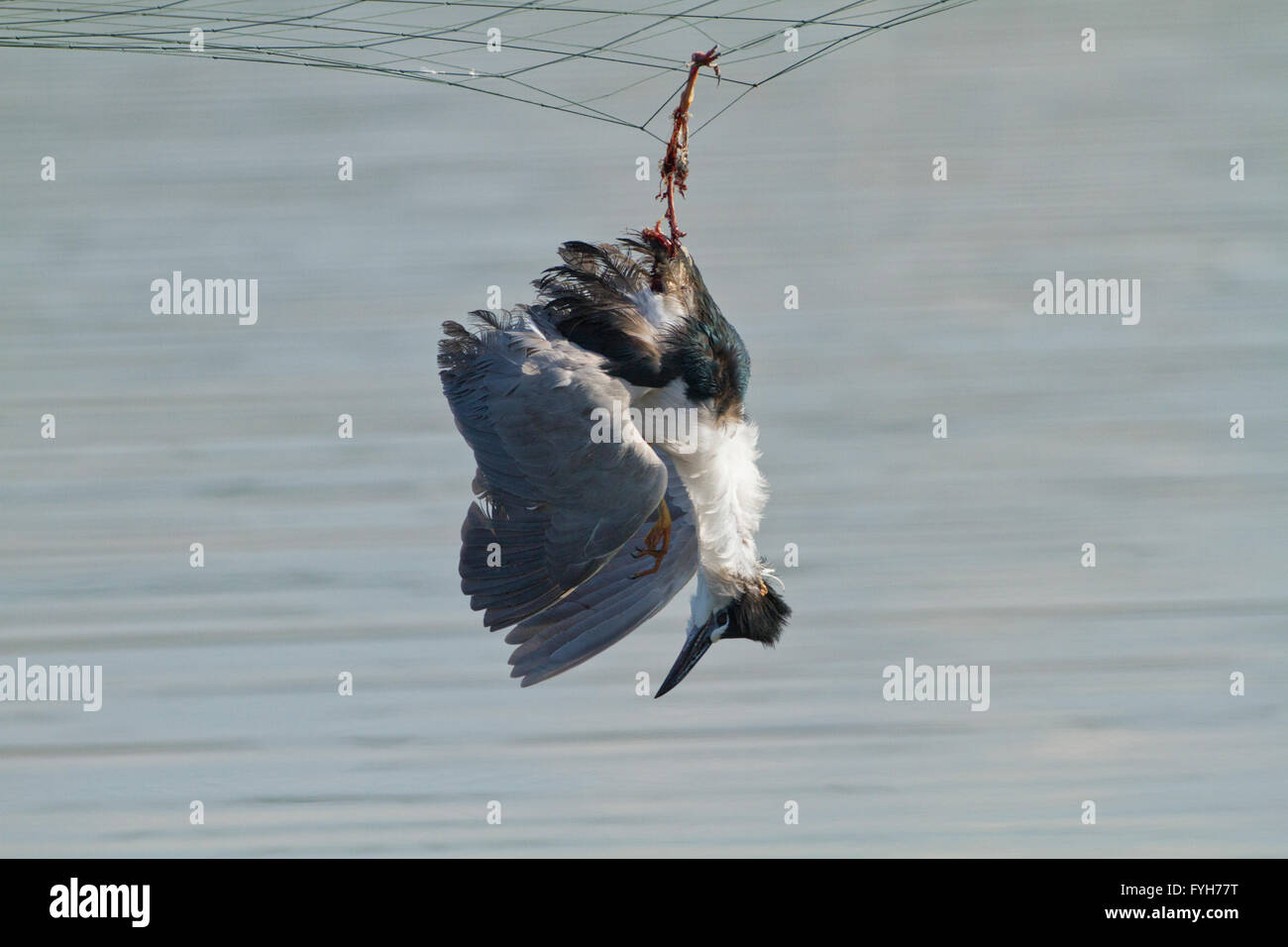 A dead Heron caught in  net over a fish breeding pool. The net is placed over the pool to prevent seabirds from feeding on the f Stock Photo